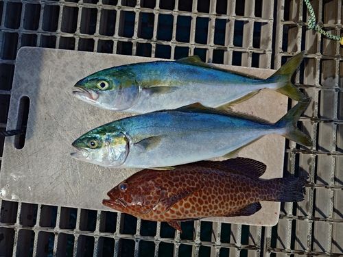 ヤズの釣果