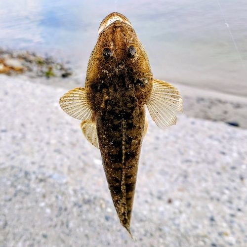 コチの釣果
