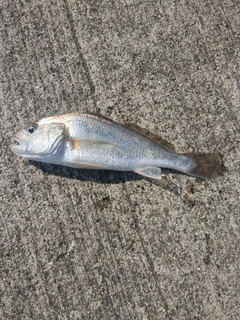 イシモチの釣果