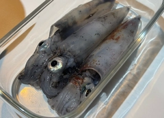 ケンサキイカの釣果