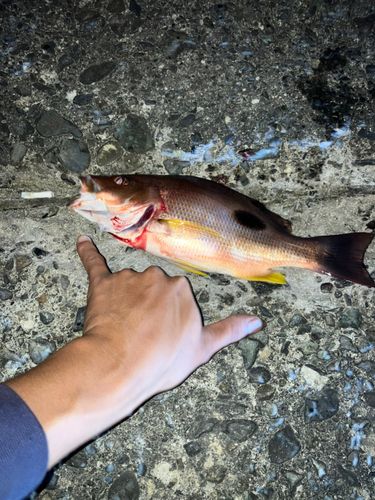 クロホシフエダイの釣果