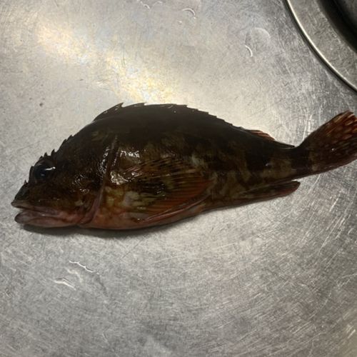 カサゴの釣果