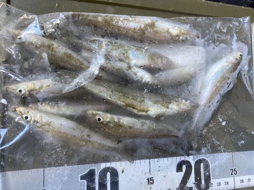シロギスの釣果