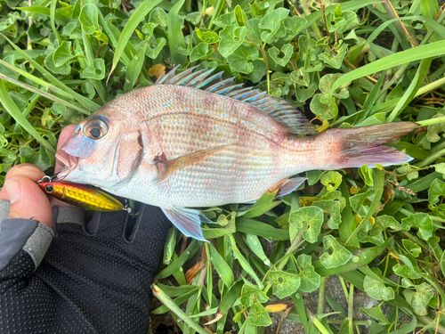マダイの釣果