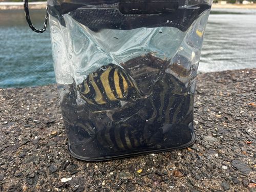 サンバソウの釣果