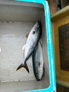 イナダの釣果