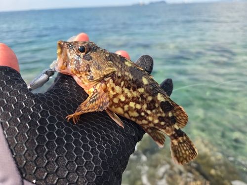 アラカブの釣果