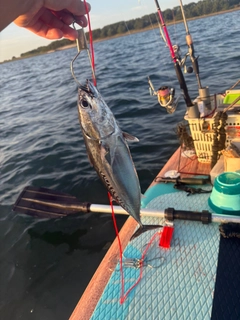 ソウダガツオの釣果