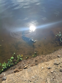 カムルチーの釣果