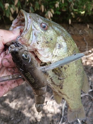 ブラックバスの釣果
