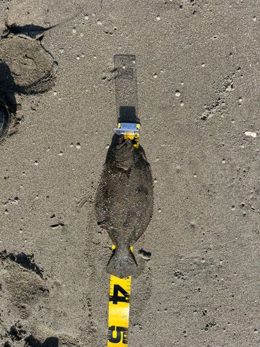 ソゲの釣果