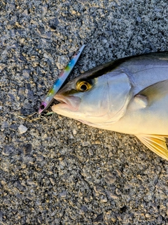 ネリゴの釣果