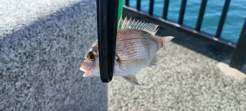 チャリコの釣果
