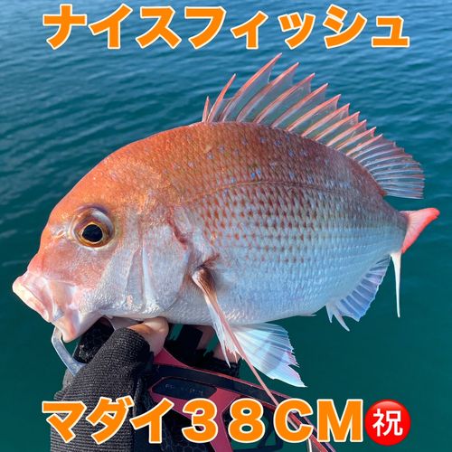マダイの釣果