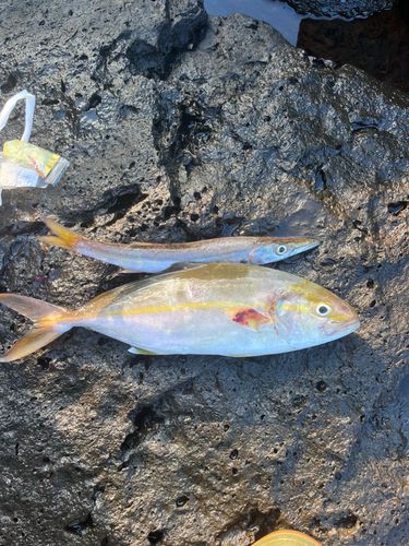ネリゴの釣果