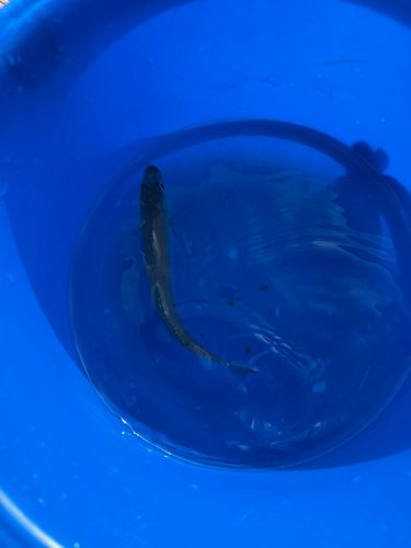 シロギスの釣果