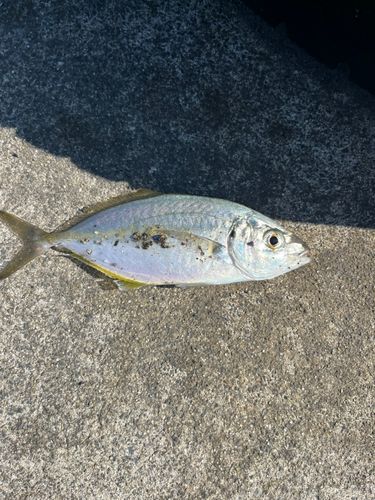 シマアジの釣果