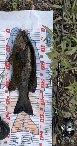スモールマウスバスの釣果