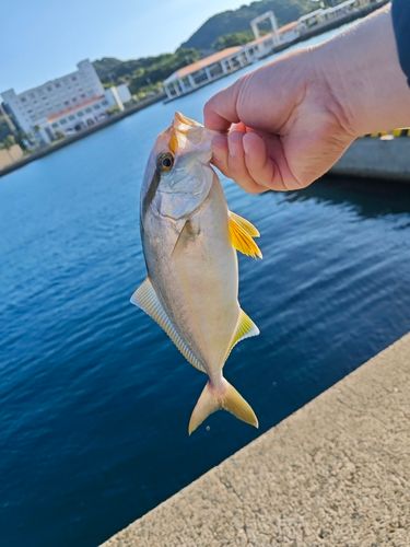 ネリゴの釣果