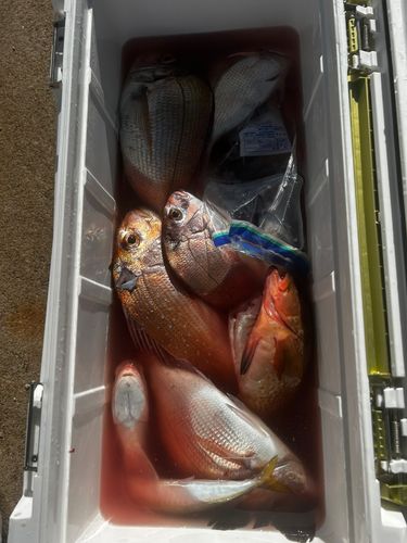 マダイの釣果
