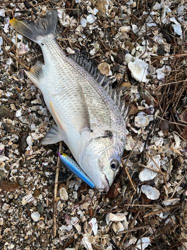 キビレの釣果