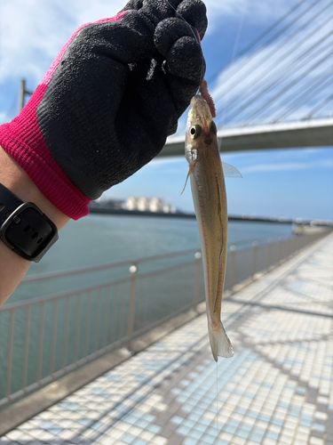 シロギスの釣果
