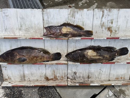 クエの釣果