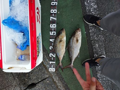カンパチの釣果