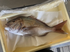 マダイの釣果
