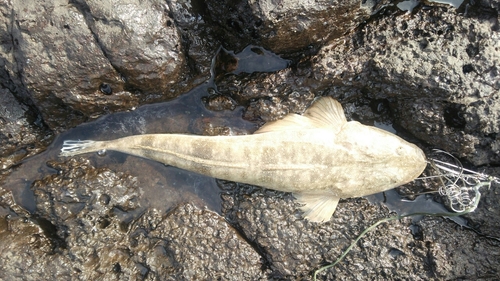 コチの釣果