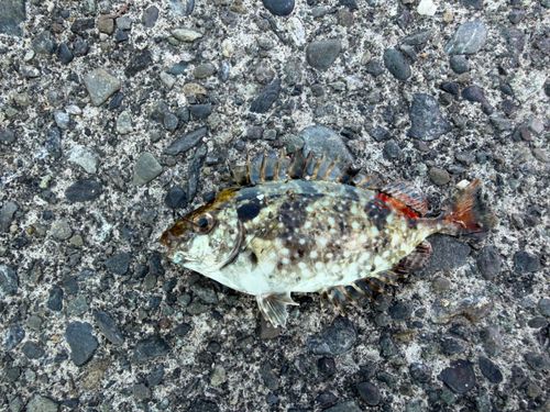 アイゴの釣果