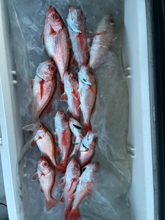 アカムツの釣果