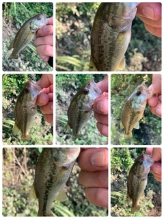 ラージマウスバスの釣果