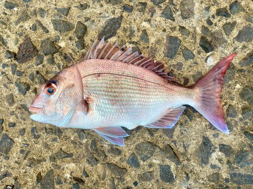 マダイの釣果