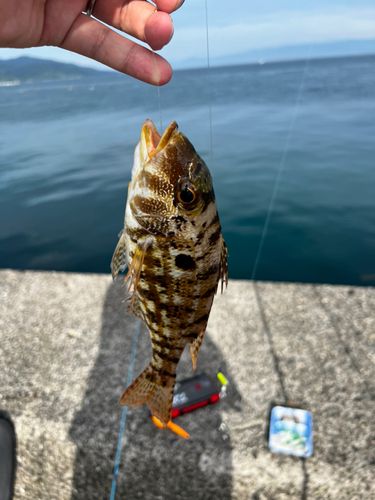 イトフエフキの釣果
