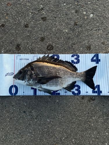 チヌの釣果
