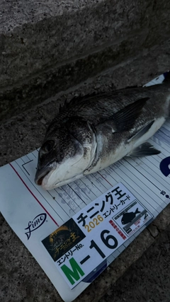 チヌの釣果