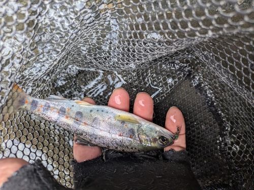 アマゴの釣果