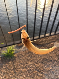 シロギスの釣果