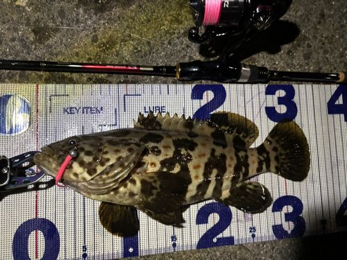 チャイロマルハタの釣果