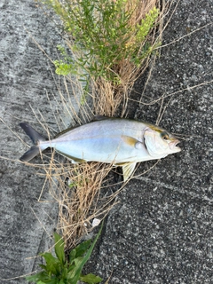 ショゴの釣果