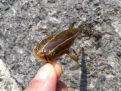 ゴンズイの釣果