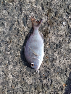 タイの釣果