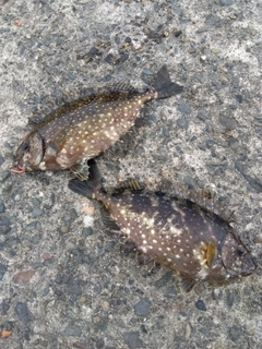 アイゴの釣果