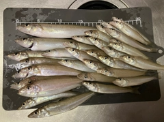 キスの釣果