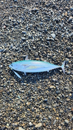マルソウダの釣果