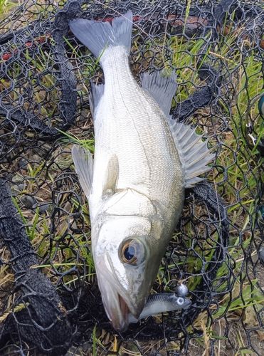 セイゴ（ヒラスズキ）の釣果