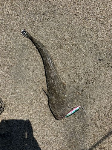 コチの釣果