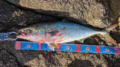 イナダの釣果