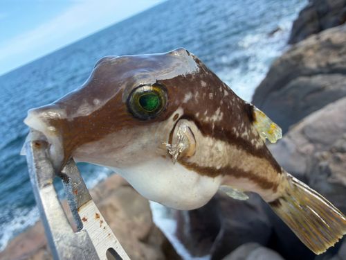 キタマクラの釣果